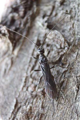 Réf. 349 157 : Doryctes sp.